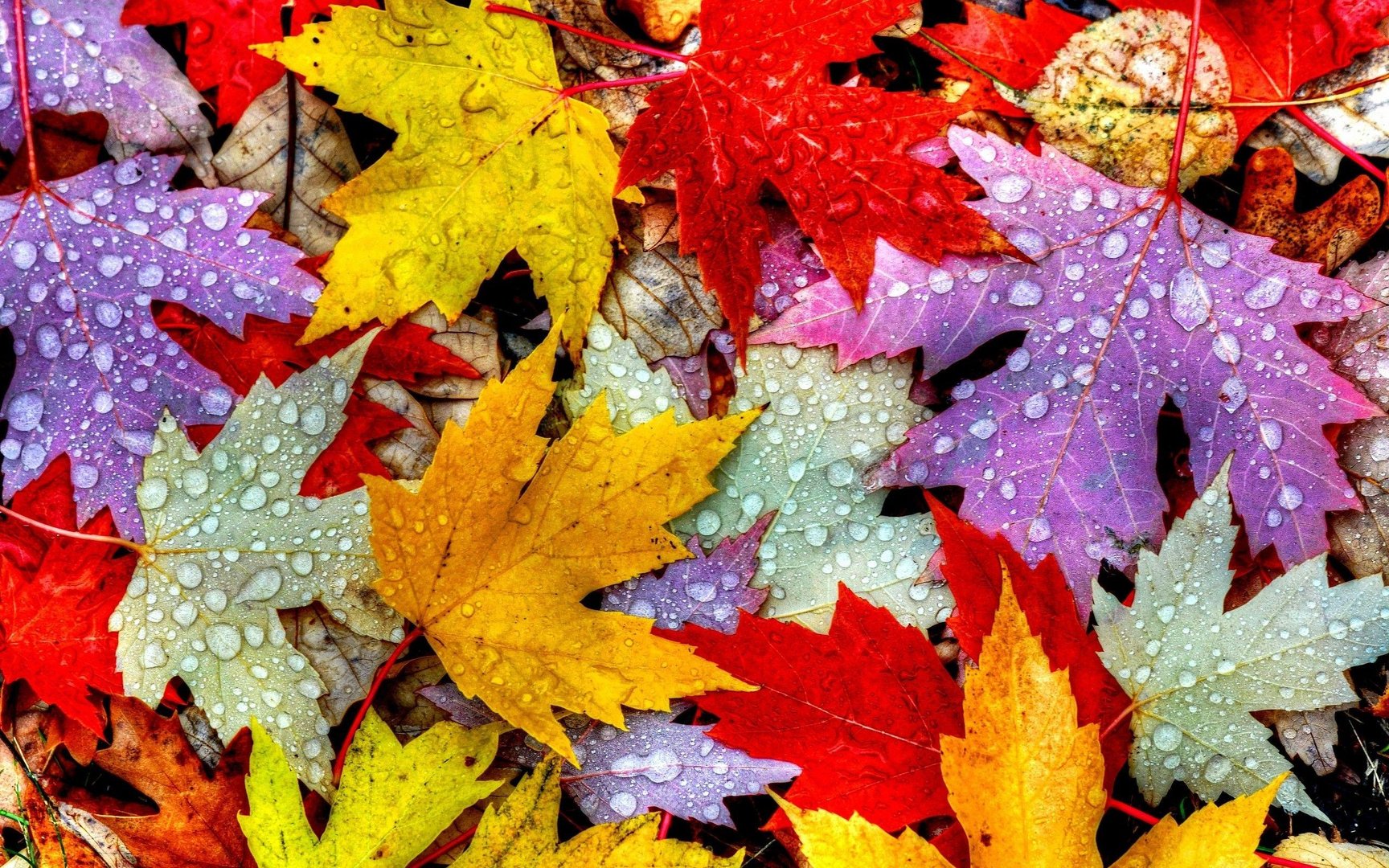 Autumn Leaf Images.jpg