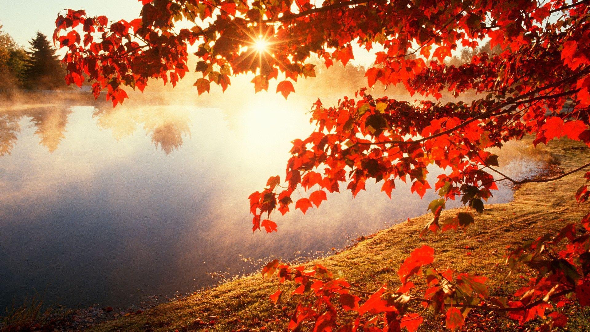Autumn Leaf Pictures.jpg