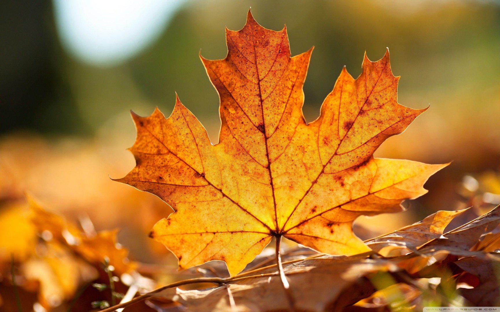 Autumn Leaf Wallpaper.jpg