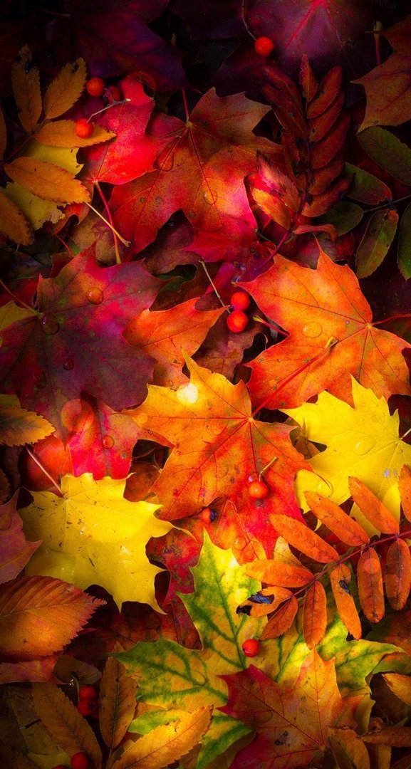 Autumn Leaf Background.jpg